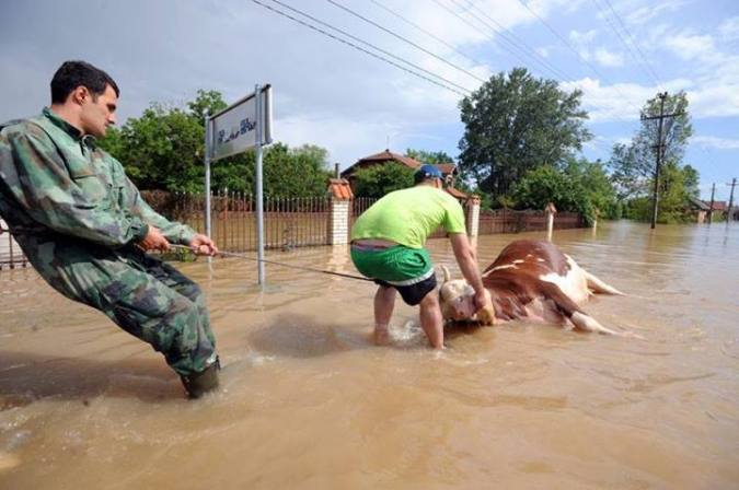 cow in floods